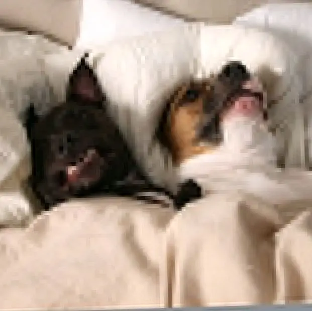 Источник изображения: Sookie & Ivy The Pit Mixes Источник изображения: Sookie & Ivy The Pit Mixes