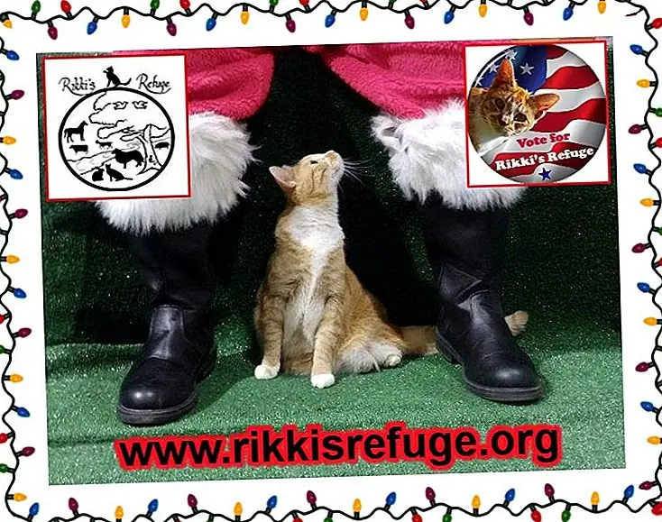Источник изображения: @RikkisRefuge через Flickr Источник изображения: @RikkisRefuge через Flickr