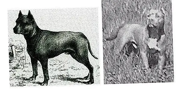 Источник изображения: Molosserdogs.com