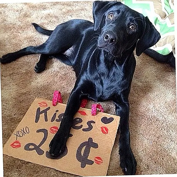 Источник изображения: @ pawstruck.com через Flickr Источник изображения: @ pawstruck.com через Flickr