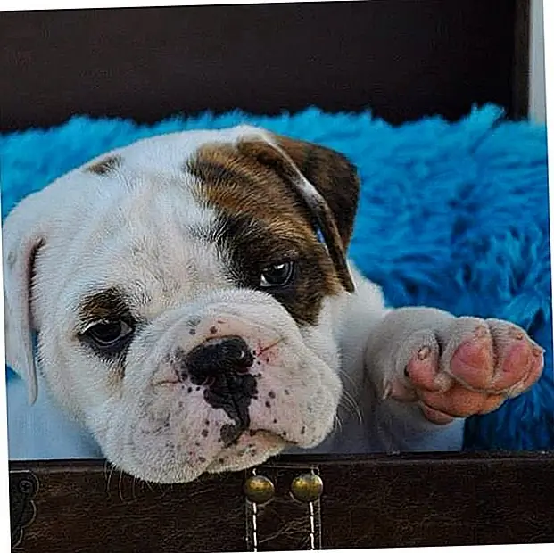 Источник изображения: @ Pawstruck.com через Flickr Источник изображения: @ Pawstruck.com через Flickr