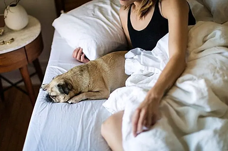 7 лучших гостиничных цепочек для путешествий с собакой