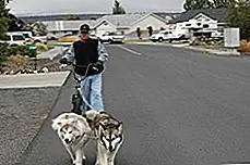 Что такое Urban Mushing и может ли моя собака это сделать?
