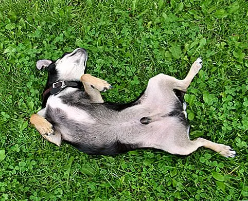 Просто расстройство желудка? Признаки того, что у вашей собаки может быть заболевание желудочно-кишечного тракта