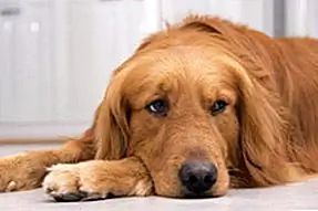 «Его аллергия просто действует» - так обычно говорят владельцы собак. Но если ваша собака не действует правильно. Отведи его к ветеринару. Это может быть что-то гораздо хуже, в том числе рак.