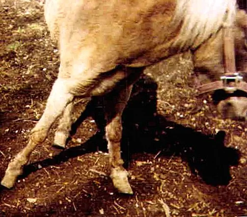 Image Image
