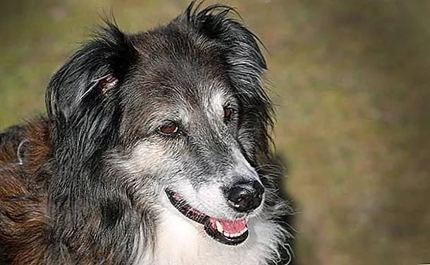 Согласно The Dog Daily: «Научные исследования показывают, что 20% собак среднего возраста и 90% пожилых собак страдают остеоартритом хотя бы в одном суставе». Артрит - не единственная причина боли в суставах у собак. По словам Pet Place: Согласно The Dog Daily: «Научные исследования показывают, что 20% собак среднего возраста и 90% пожилых собак страдают остеоартритом хотя бы в одном суставе». Артрит - не единственная причина боли в суставах у собак. По словам Pet Place: