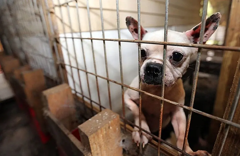 Источник изображения: Гуманное Общество Соединенных Штатов - Кампания Puppy Mill / Facebook