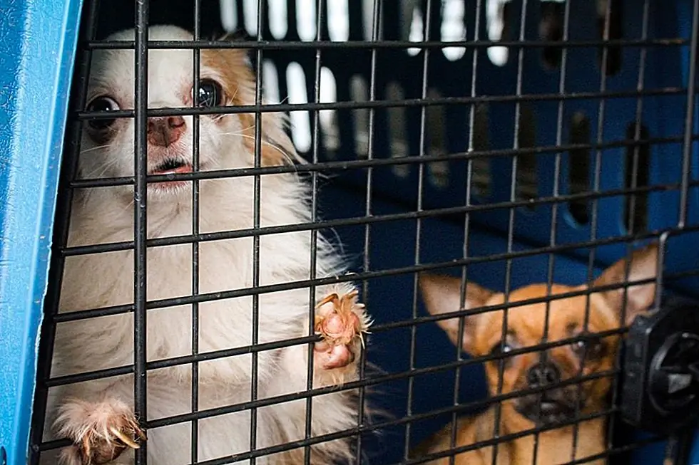 Источник изображения: Гуманное Общество Соединенных Штатов - Кампания Puppy Mill / Facebook