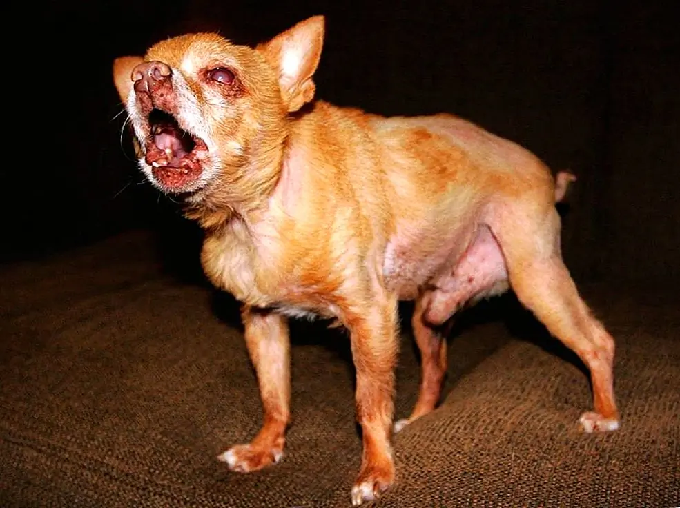 Источник изображения: Гуманное Общество Соединенных Штатов - Кампания Puppy Mill / Facebook
