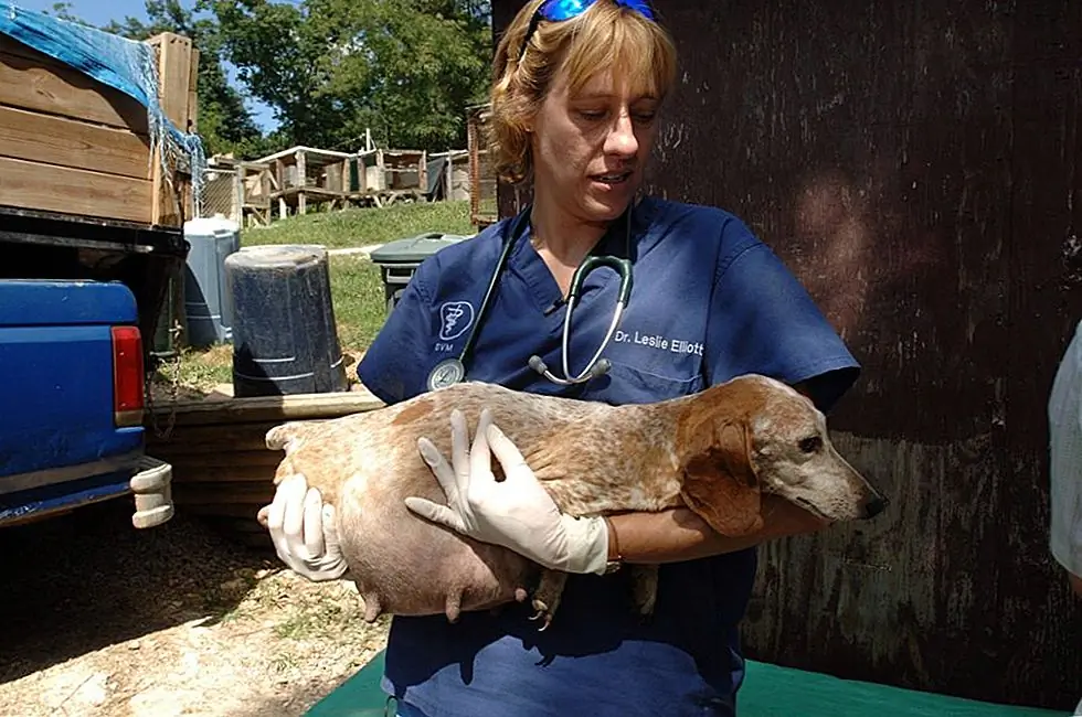 Источник изображения: Гуманное Общество Соединенных Штатов - Кампания Puppy Mill / Facebook