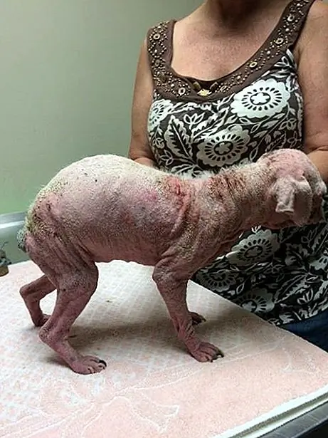 Источник изображения: Гуманное Общество Соединенных Штатов - Кампания Puppy Mill / Facebook