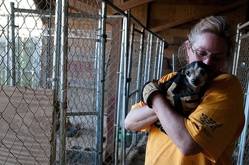 Источник изображения: Гуманное Общество Соединенных Штатов - Кампания Puppy Mill / Facebook