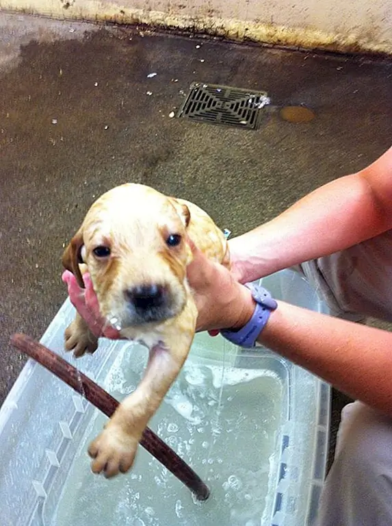 Источник изображения: Гуманное Общество Соединенных Штатов - Кампания Puppy Mill / Facebook