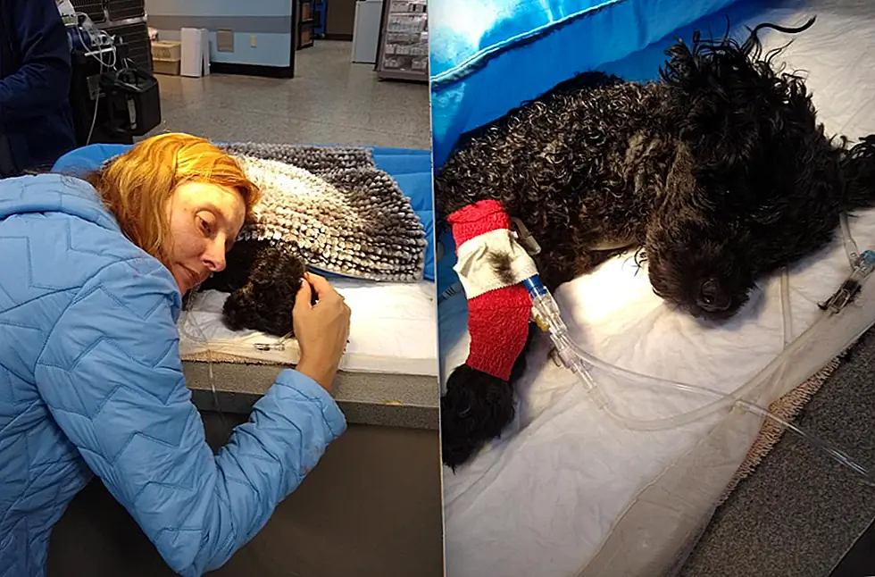 Tiny Dog делает невероятное, чтобы спасти семью от нападения медведя