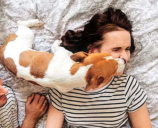 11 идей, которые стоит увидеть, чтобы отпраздновать собаку мамам в этот день матери