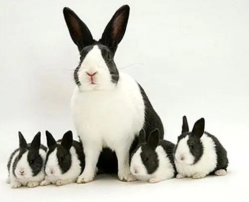 Image Image