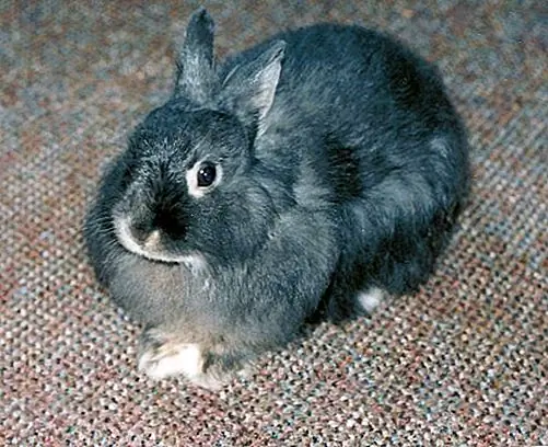 Image Image