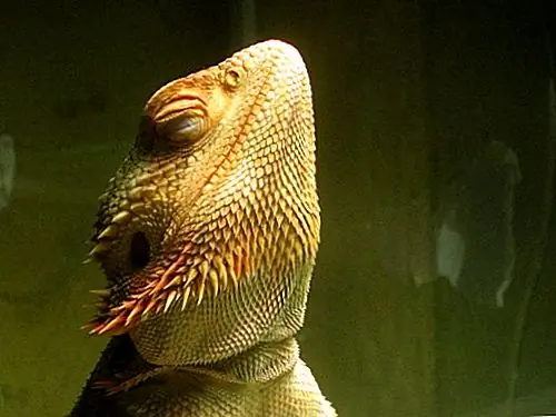 Image Image