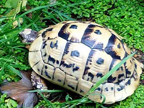 Image Image