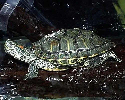 Image Image