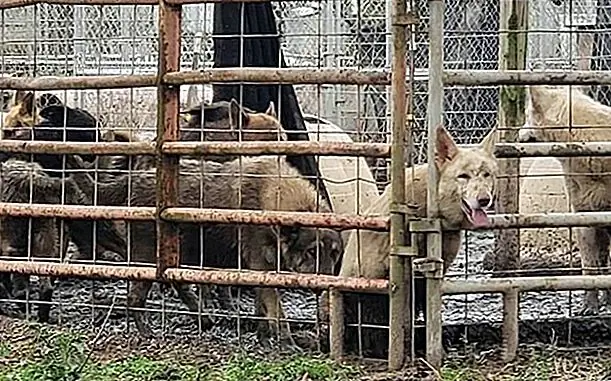 По оценкам, 450 немецких овчарок спасены от ситуации с кошмарами
