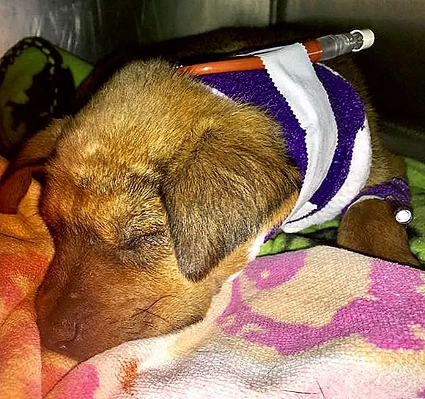 Источник изображения: Greenville Humane Society через Facebook Источник изображения: Greenville Humane Society через Facebook