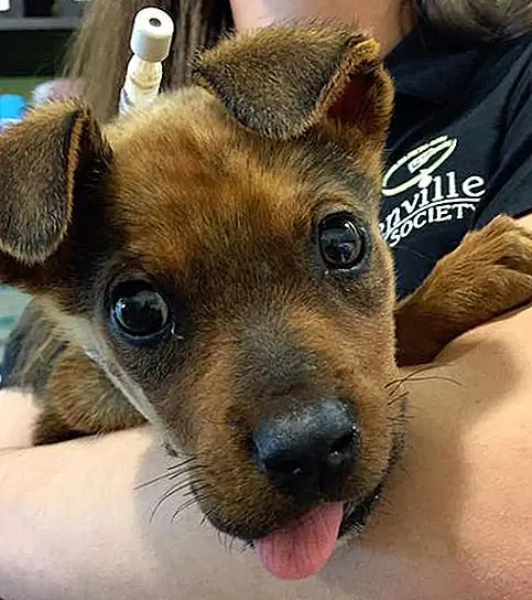 Источник изображения: Greenville Humane Society через Facebook Источник изображения: Greenville Humane Society через Facebook