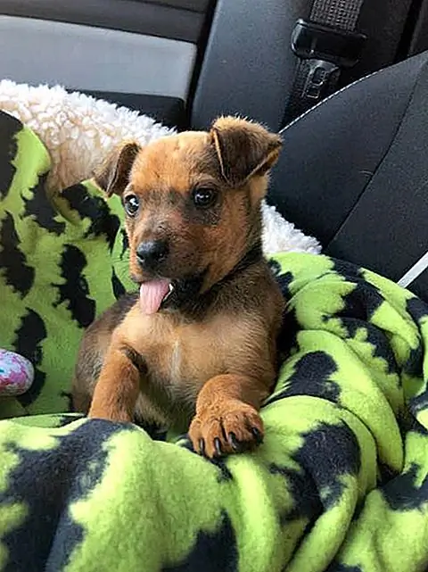 Источник изображения: Greenville Humane Society через Facebook Источник изображения: Greenville Humane Society через Facebook