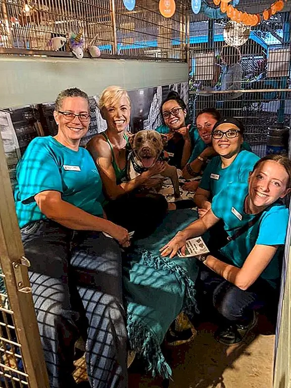 Мауи Гуманное Общество