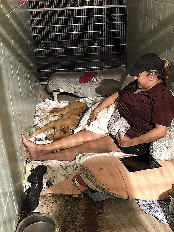 Мауи Гуманное Общество