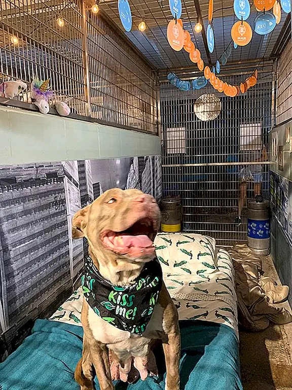 Мауи Гуманное Общество