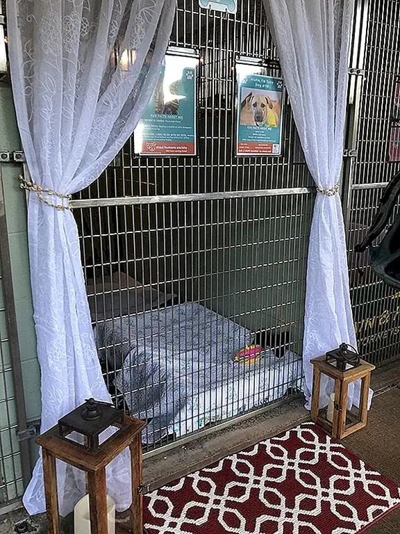 Мауи Гуманное Общество