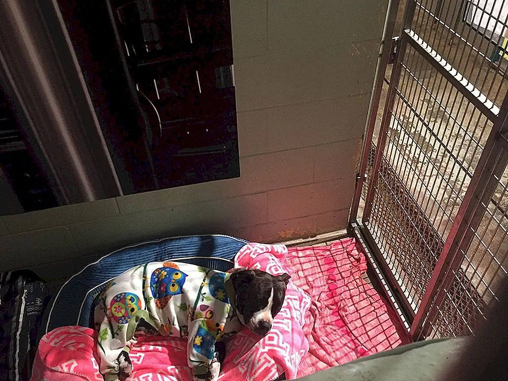 Мауи Гуманное Общество