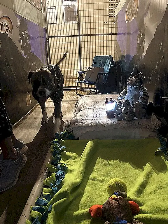 Мауи Гуманное Общество