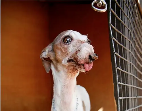 Женщина пишет душераздирающее письмо заводчику Puppy Mill