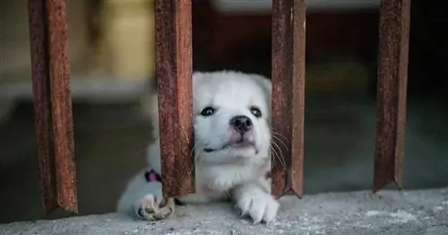 Как остановить Puppy Mills: 8 способов помочь
