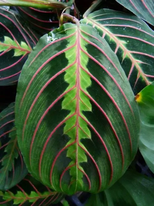 Image Image