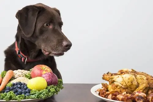 10 лучших продуктов для профилактики рака у вашей собаки