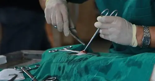 Когда стерилизовать 35 пород собак, чтобы избежать рисков для здоровья