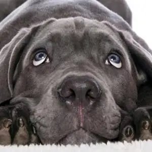 Image Image
