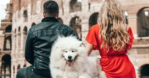 10 причин влюбиться в собачника