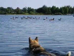 Image Image