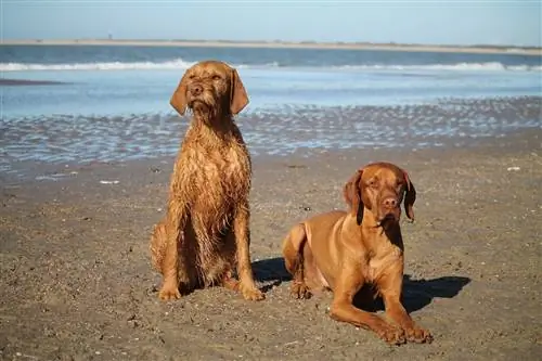 8 проблем, которые поймет только владелец Vizsla