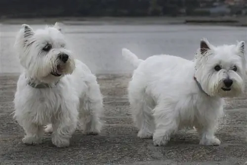 8 проблем, которые поймет только владелец Westie