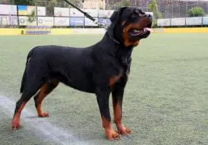 Image Image