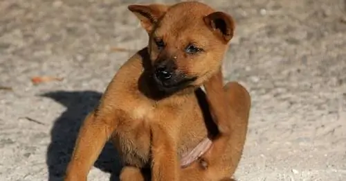 Наступил сезон блох и клещей! Вот как защитить своего щенка