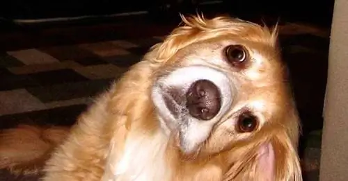 «Болезнь старых собак»: понимание идиопатического вестибулярного заболевания