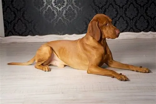 10 забавных вещей, которые поймет только владелец Vizsla