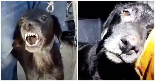 «Агрессивная» собака растаяла в руках спасателя, когда он понял, что наконец-то в безопасности